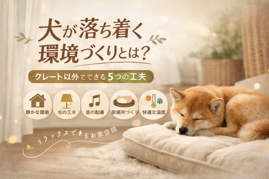 犬が落ち着く環境づくりとは？クレート以外でできる5つの工夫