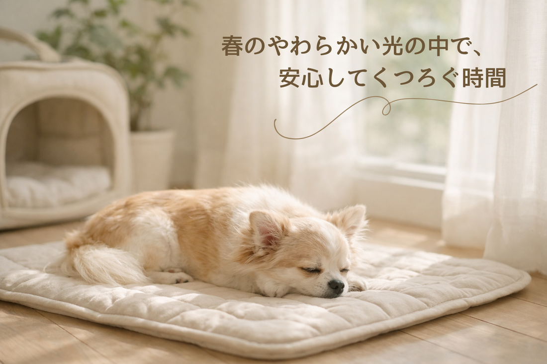 春の気配を感じたら。愛犬の居場所も、少しだけ衣替え