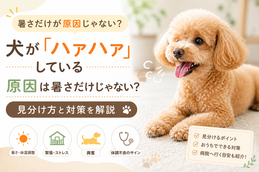 犬が「ハァハァ」している原因は暑さだけじゃない？見分け方と対策を解説