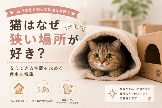 猫はなぜ狭い場所が好き？安心できる空間を求める理由を解説