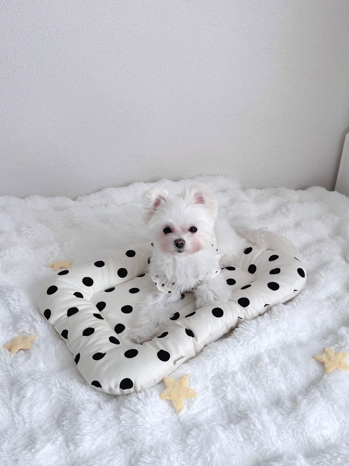 FIOLY クレートマット 犬 猫 用｜送料無料｜洗える 綿100％｜全３色 4サイズ展開｜通院・移動・ハウス用　　ドット柄