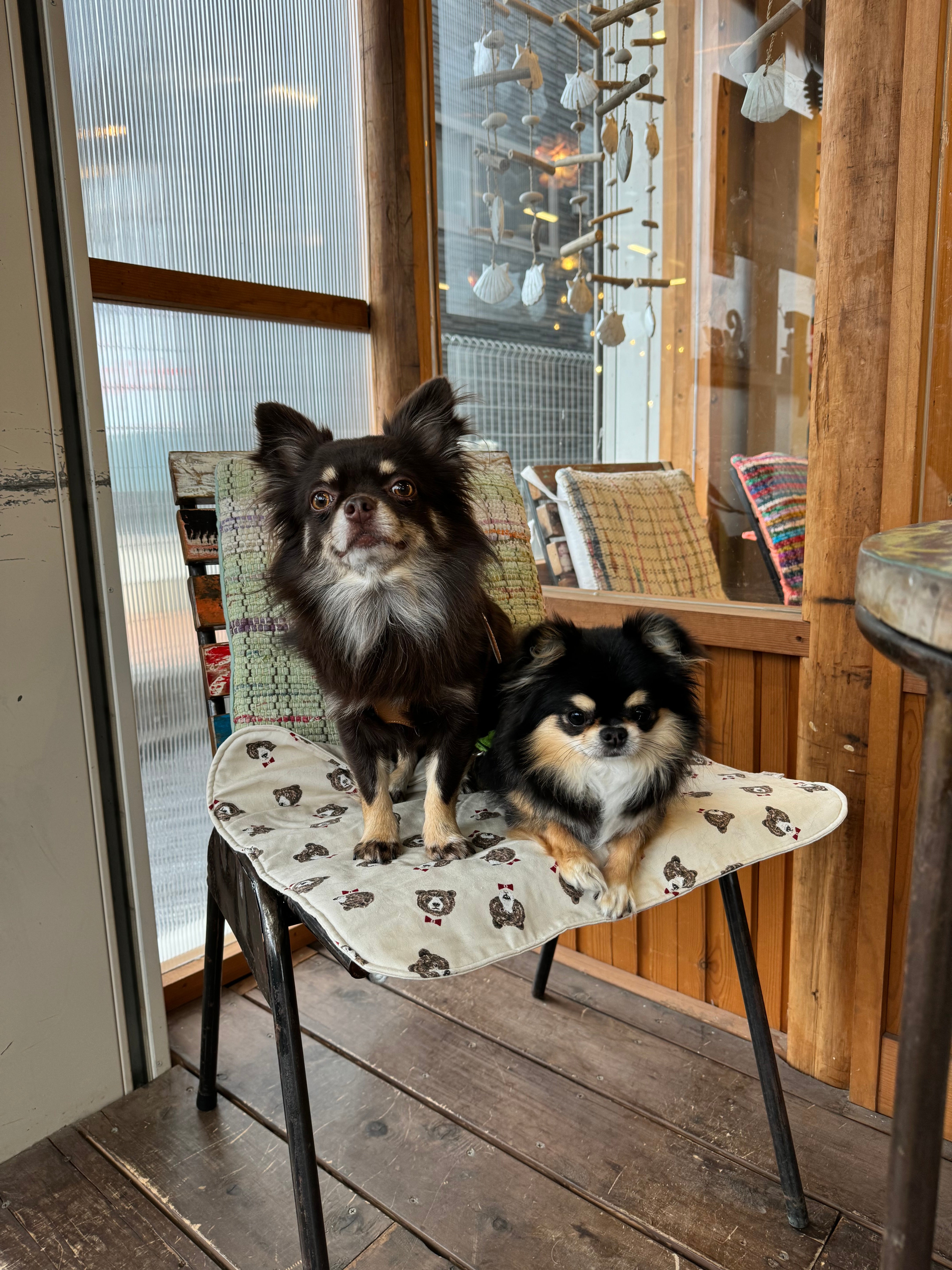 FIOLY 犬用カフェマット くまさん柄｜綿100％・洗濯OK｜フリルあり