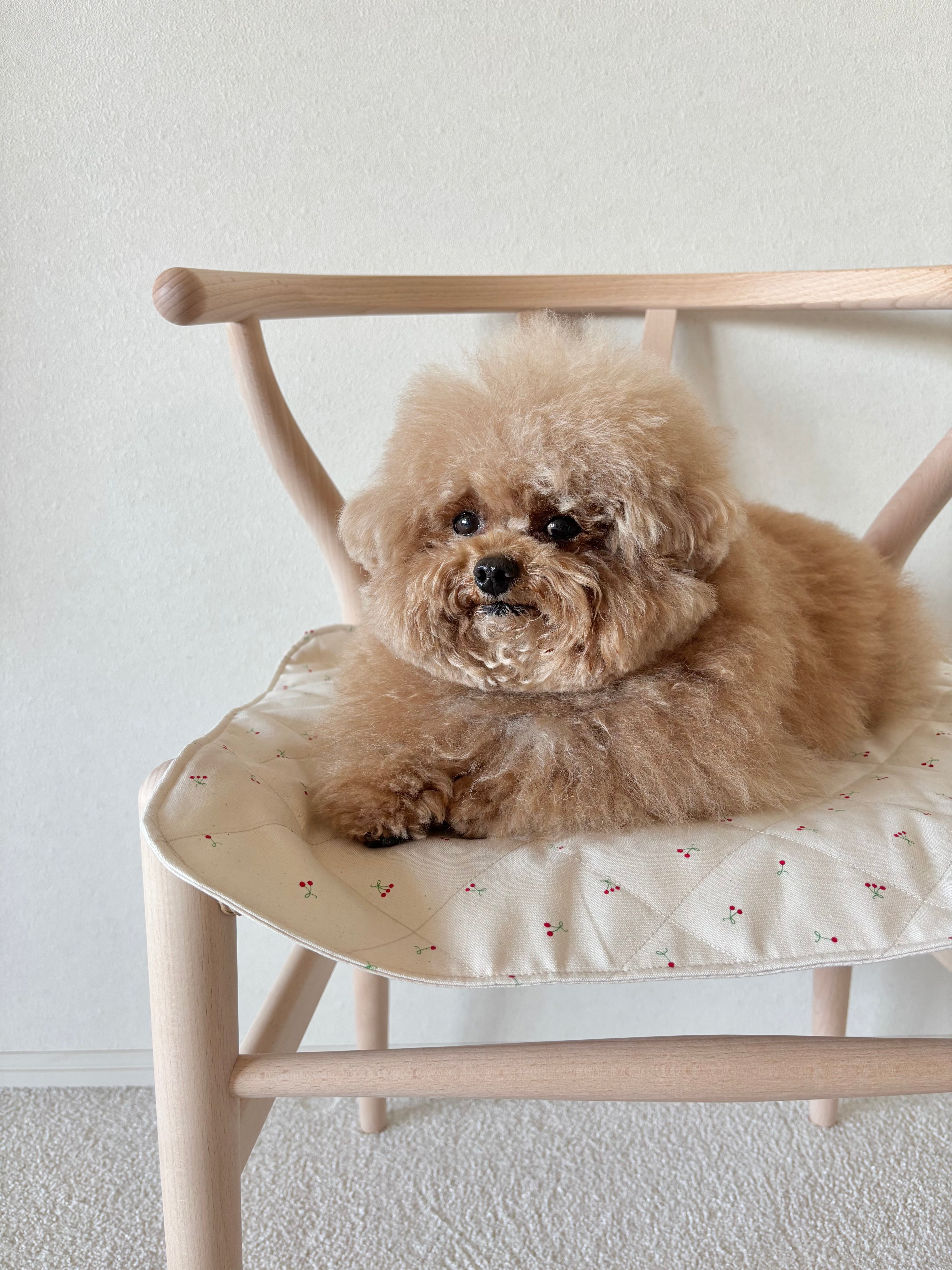 犬用・猫用カフェマット｜洗濯OK・綿100％｜FIOLY公式