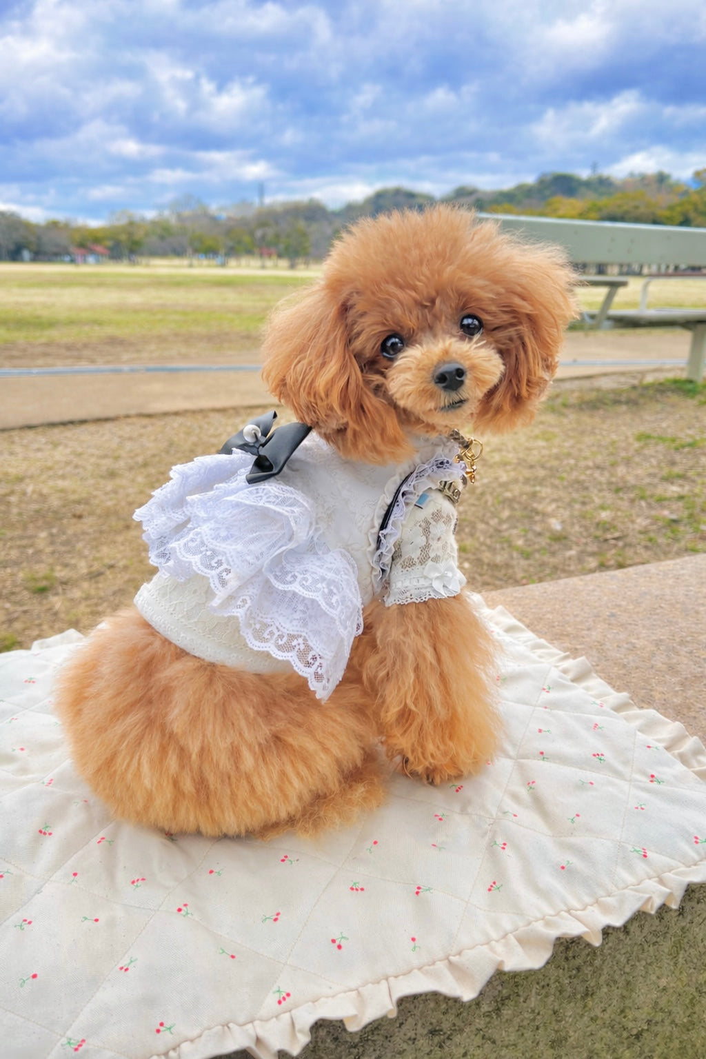 FIOLY 犬用カフェマット　Mini Cherry｜綿100％・洗濯OK｜フリルあり／なし｜送料無料