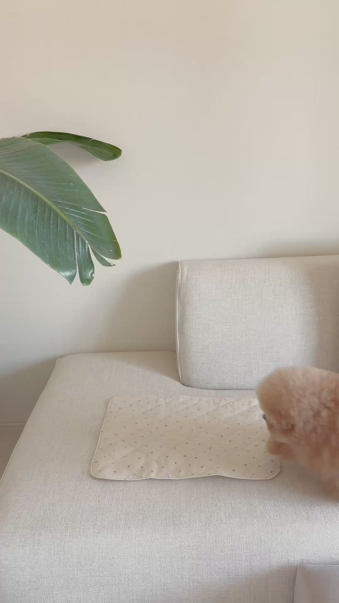 犬用・猫用カフェマット｜洗濯OK・綿100％｜FIOLY公式